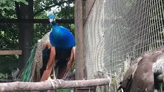 Зоопарк СПб_Павлины