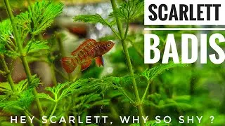 SCARLETT BADIS | SHY & PEACEFUL | DARIO DARIO