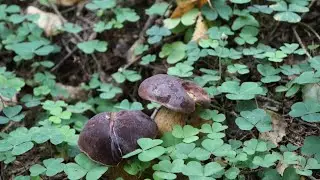 VLOG и снова грибы. 12.09.2020