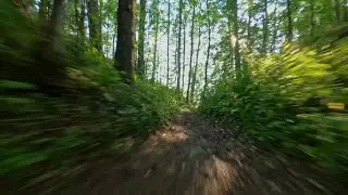 Path to the river through the forest