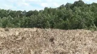 Az Erdő világa
