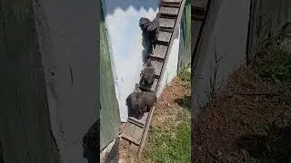 Дівки навчились ходити по сходах на сідало