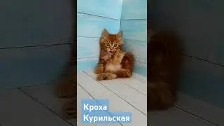 Курбобик девочка в продаже