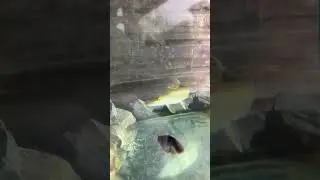 Красотка!/ Рыба из наших водоемов