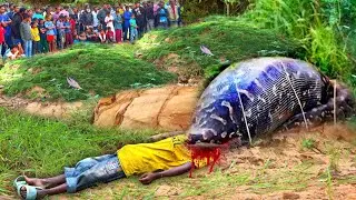 Anaconda Snake Attack Boys In Deep Forest | An Anaconda Snake Attack Brief Story