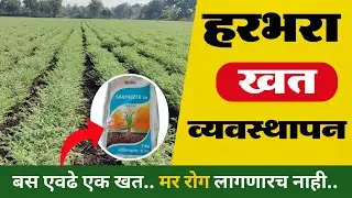 हरभरा खत व्यवस्थापन | harbhara khat niyogen | हरभरा खत नियोजन #हरभरा