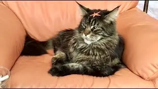 ЗВЁЗДНЫЙ КОТ✨ПРО ЛЮБОВЬ✨См.выше видео перезагрузка этого