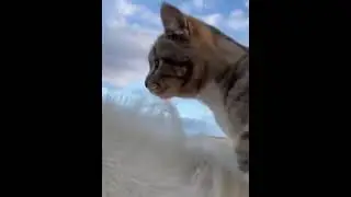 A horse giving a piggyback ride to a kitty |  #funnyanimalvideos