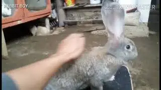 Cara mudah membedakan antara kelinci German Giant GG dengan kelinci Flamish Giant FG