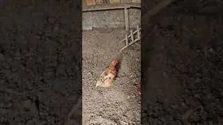Животът на село.