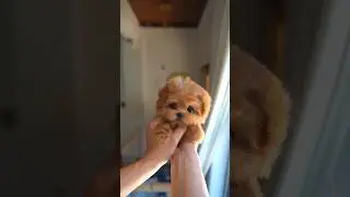 adrable puppy, come play with me😘💕 #cute #puppydog