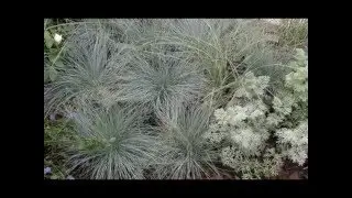 Серебро Вашего сада. Серебристые растения