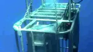 El Gran Tiburón Blanco de Isla Guadalupe 6-7