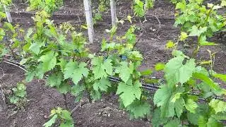Какое же должно быть расстояние между кустами винограда в ряду? Какие критерии?
