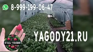 Посадка рассады клубники, отправка сдек 89991990647