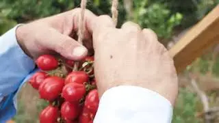 Il vero POMODORINO del Piennolo: COME nasce e DOVE provarlo