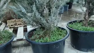 обзор на Можжевельник скальный Мунглоу (Juniperus scopulorum Moonglow) посадка и уход