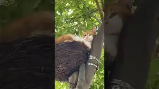 Funny cats 😂 episode 28 #shorts