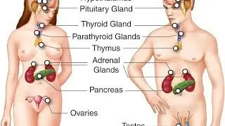 Endocrine system
