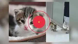 15 Momentos Extraños Con Animales Captados En Camara