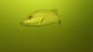 Underwater Fish  Florida Southwest Murky Canal 
