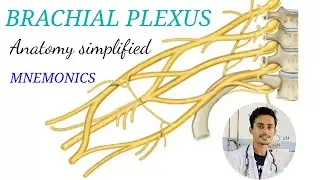 Brachial Plexus-Structure and branches(In NEPALI) || Upper limb Anatomy || MedCracker||