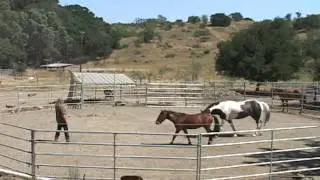 Mustang Wild Horse Gentling & Training: Connection - Come To Me, Hooking on, Connecting