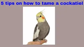 5 tips on how to tame your Cockatiel