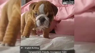 Top 10 Dog Breeds That Have The Cutest Puppies Ever 💖💘🐶