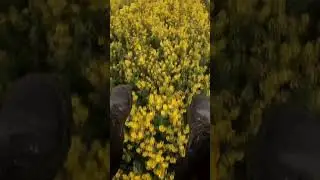 Промчался низенько.