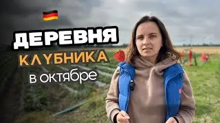 Как живут в немецкой деревне / Жизнь в деревнях /  Работа на полях / Сбор клубники 🍓