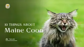 Maine Coon cat breed : 10 Fascinating Facts About America's Gentle Giants