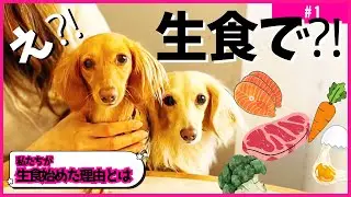 なぜ生食が愛犬に良いのか？知らなかった驚きの事実