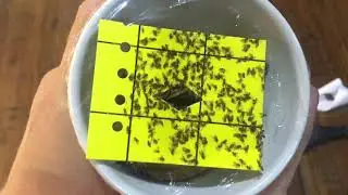 SUPER ловушка для плодовых мушек Дрозофил.