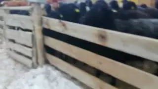 қой жемдеу сәті