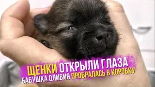 Puppies are 12 days old. The puppies opened their eyes. What letter will be the nicknames of the...