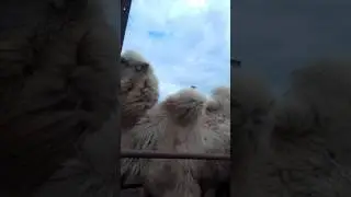 как взять кровь у верблюда