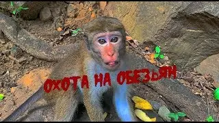 Охота на обезьян на Шри-Ланке