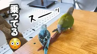 先輩インコに乗る新米インコ｜ケージデビュー｜一人餌への道【セキセイインコ 雛 生後1ヵ月半】
