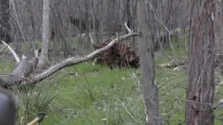 Bow Hunting Samba Deer Australia