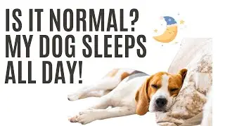 Why Is My Dog Sleeping All Day? Should You Be Worried