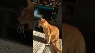 Мое рыжее счастье! Мой трехлапик 🐈 спасибо подруге, что спасла его. Надеюсь, он счастлив со мной 😍