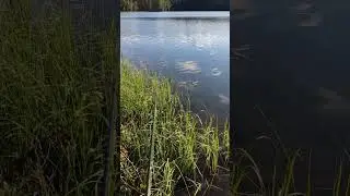 Отличные поклёвки на фидер! Ловим рыбу с удовольствием! 😉👍#Shorts