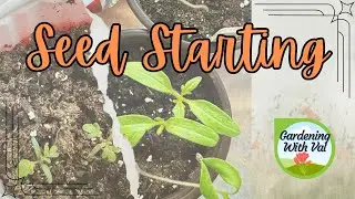 From Seed to Sprout: A guide to successful seed starting