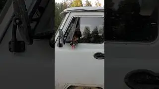 до центра за сотку😄 #automobile #интересное #собака