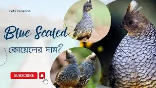 Blue Scaled কোয়েলের দাম কত? বিদেশি কোয়েল পাখি- Exotic Quail price in Bangladesh/India- Pets Paradise