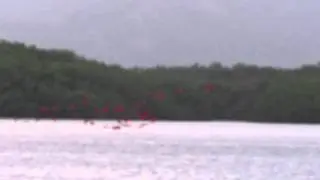 Scarlet Ibis at Caroni Bird Sanctuary, Trinidad