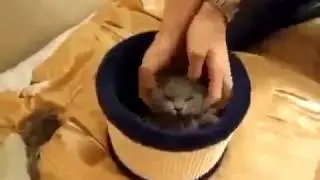 Кошка борется с потоком воздуха Cat fights with the air flow Юмор! Прикол! Смех   Yo