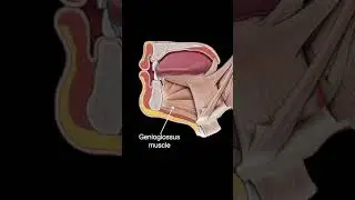 Hypoglossal nucleus #shorts  #science #anatomy #doctor