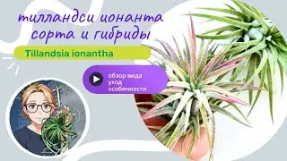 Ionanthas: The Most Popular Tillandsias